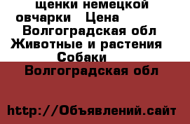 щенки немецкой овчарки › Цена ­ 6 000 - Волгоградская обл. Животные и растения » Собаки   . Волгоградская обл.